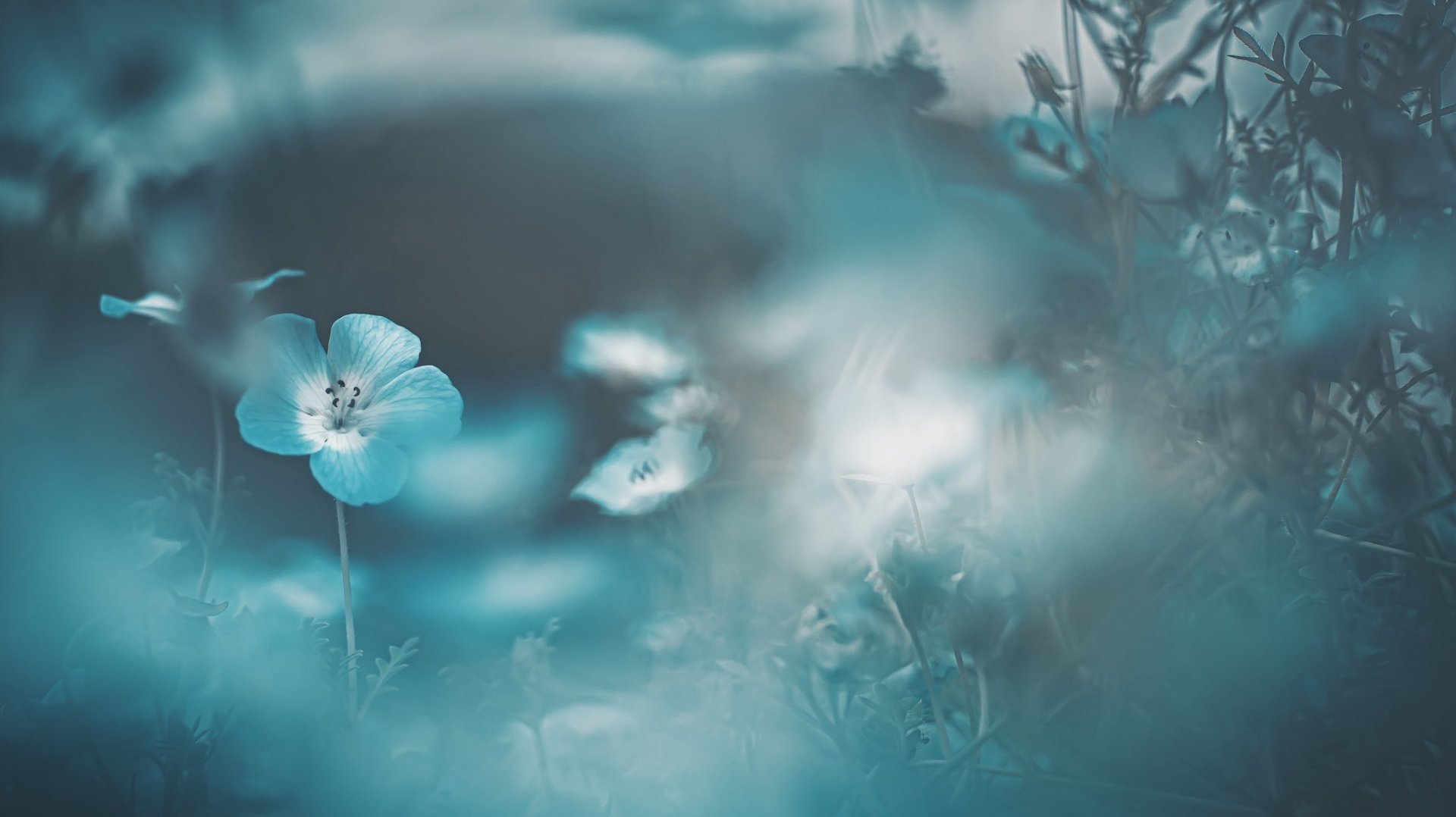 Blue Flowers - Free wallpaper download
