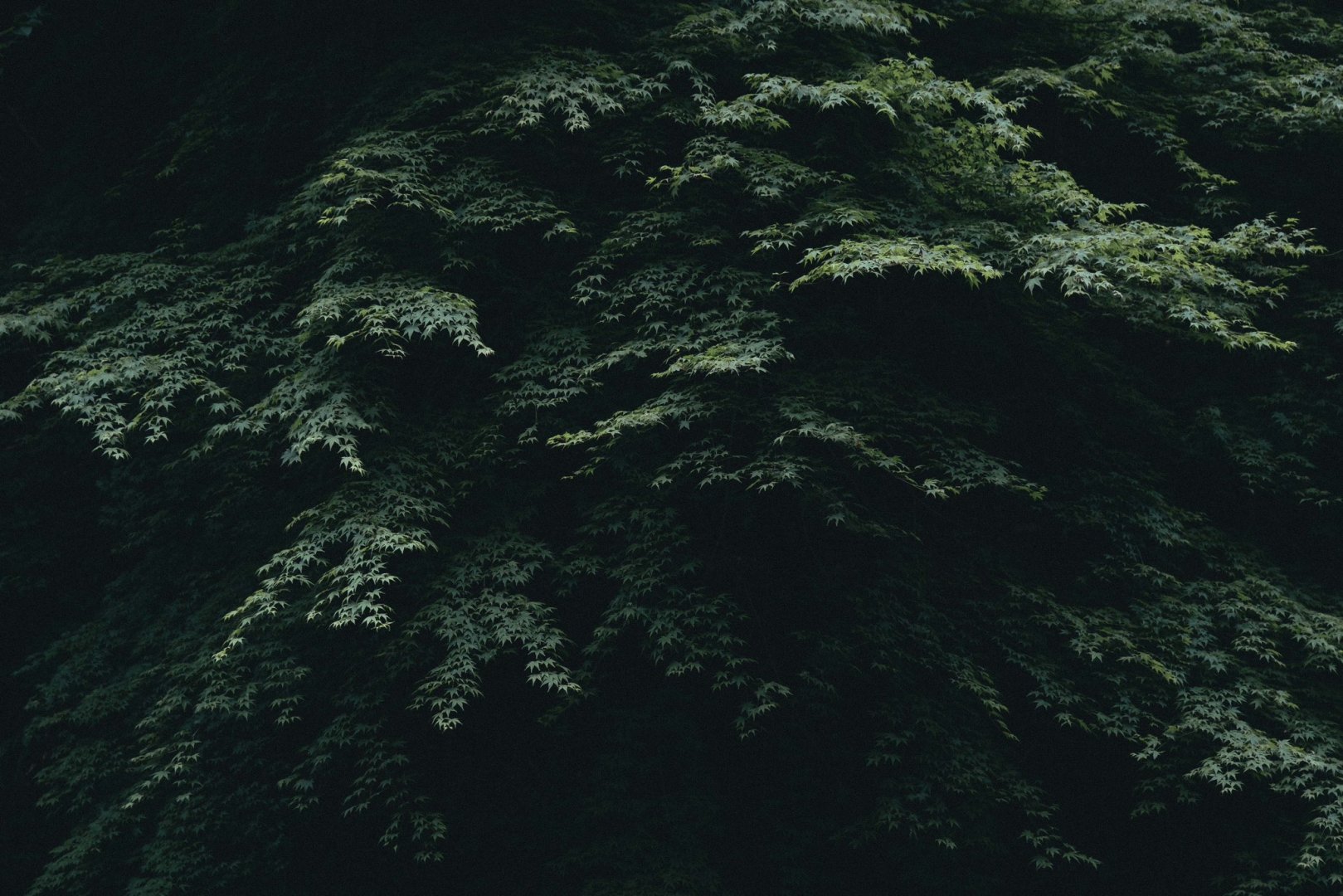 Branches - Free wallpaper download