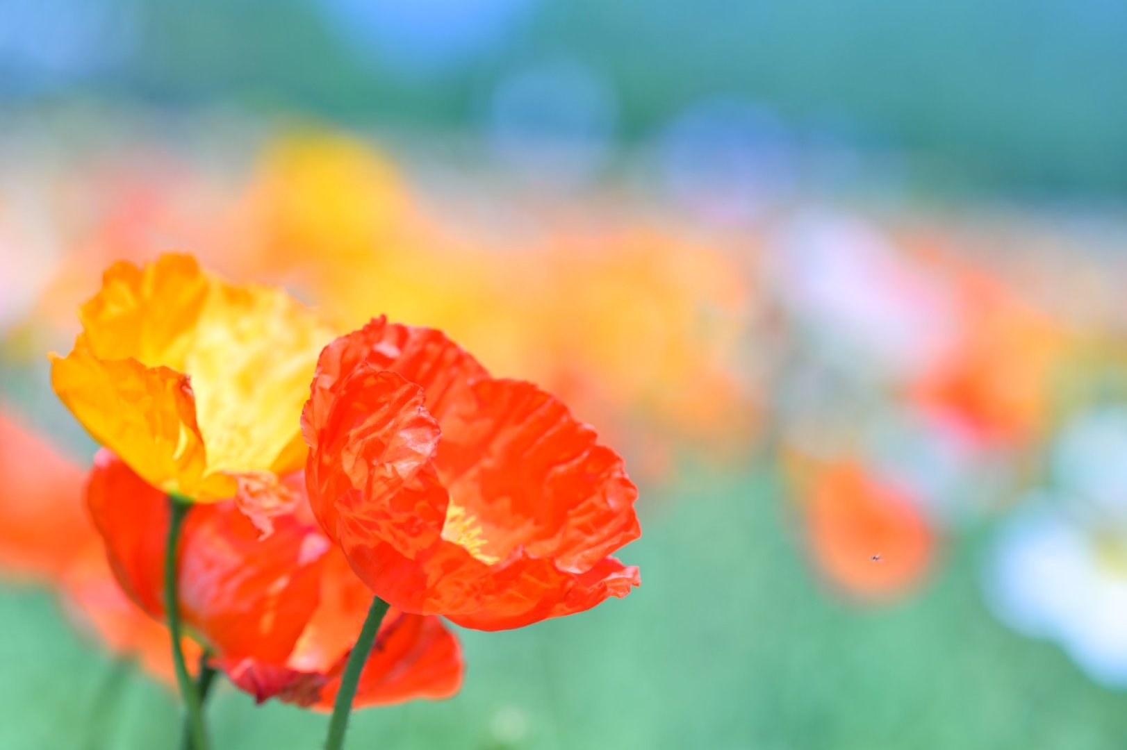 Color Poppys - Free wallpaper download