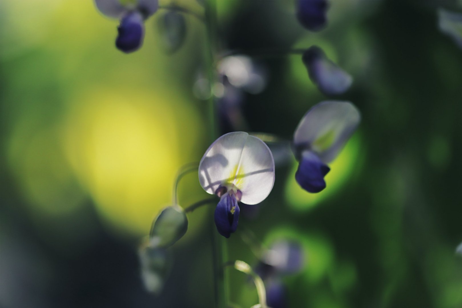 Flower Bokeh - Free wallpaper download