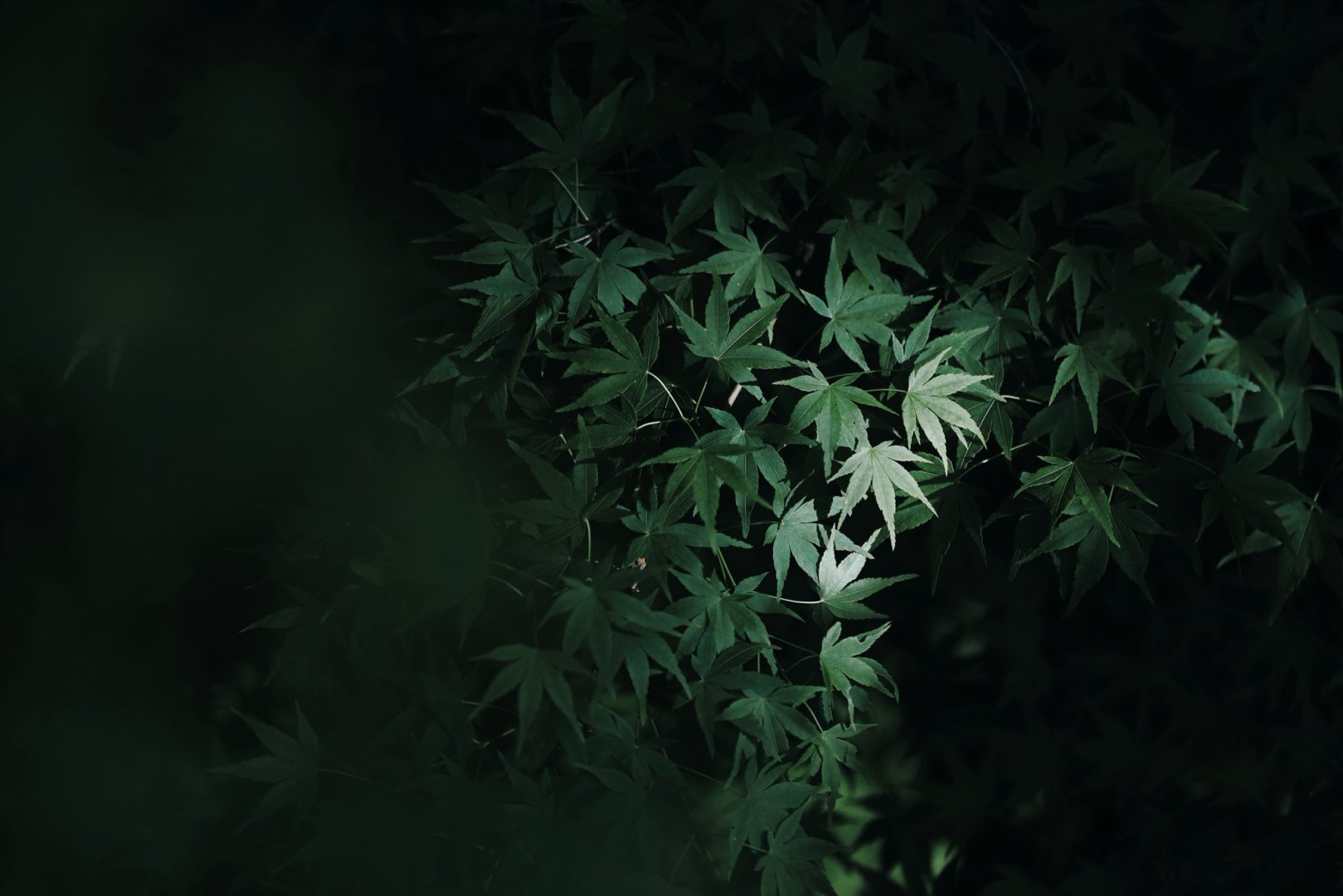 Green Ahorn - Free wallpaper download