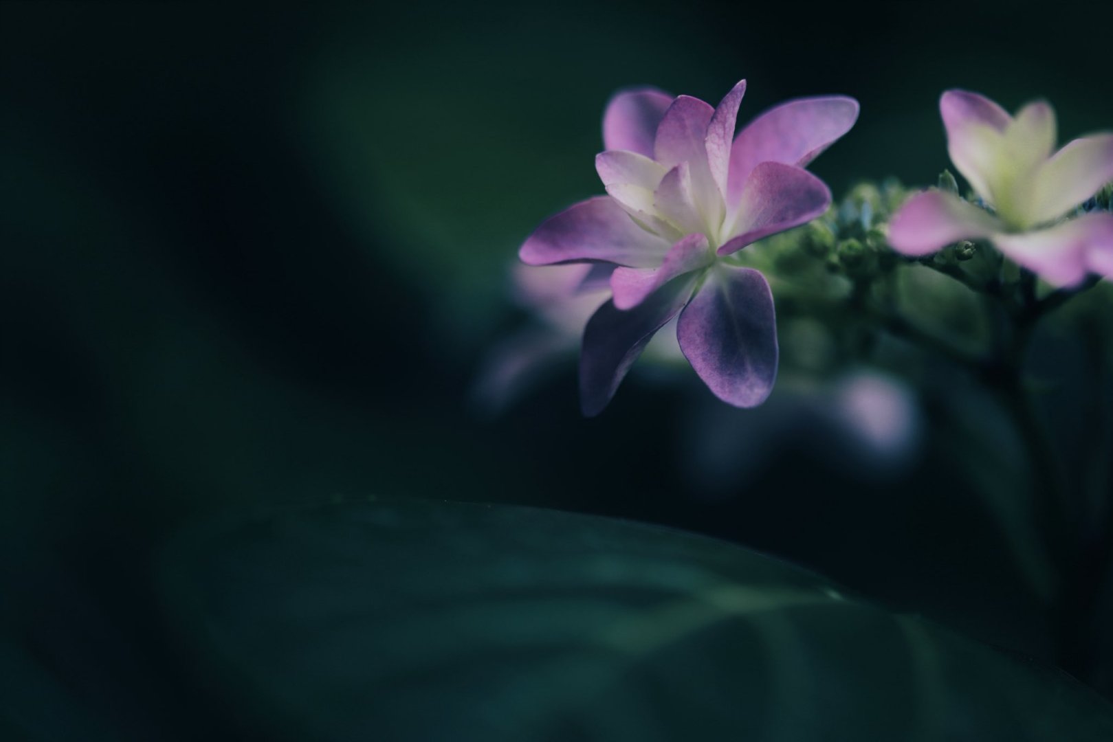 Purple Bloom - Free wallpaper download