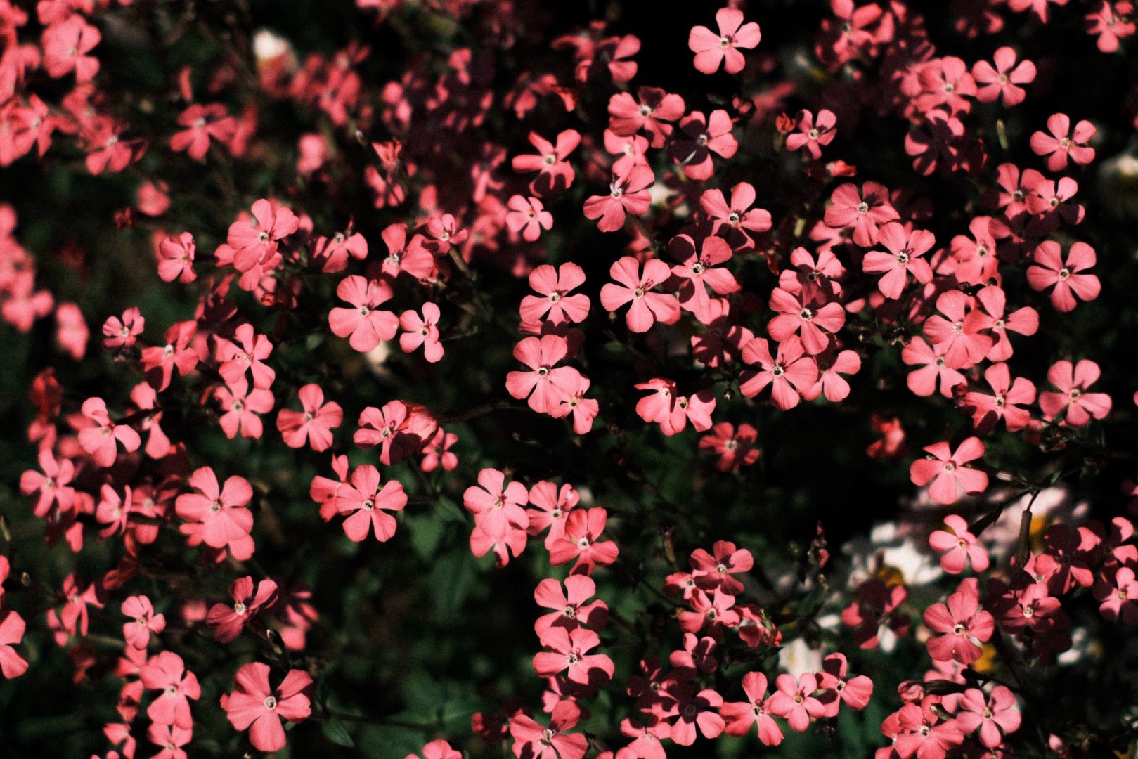 Small Red Flowers - Free wallpaper download