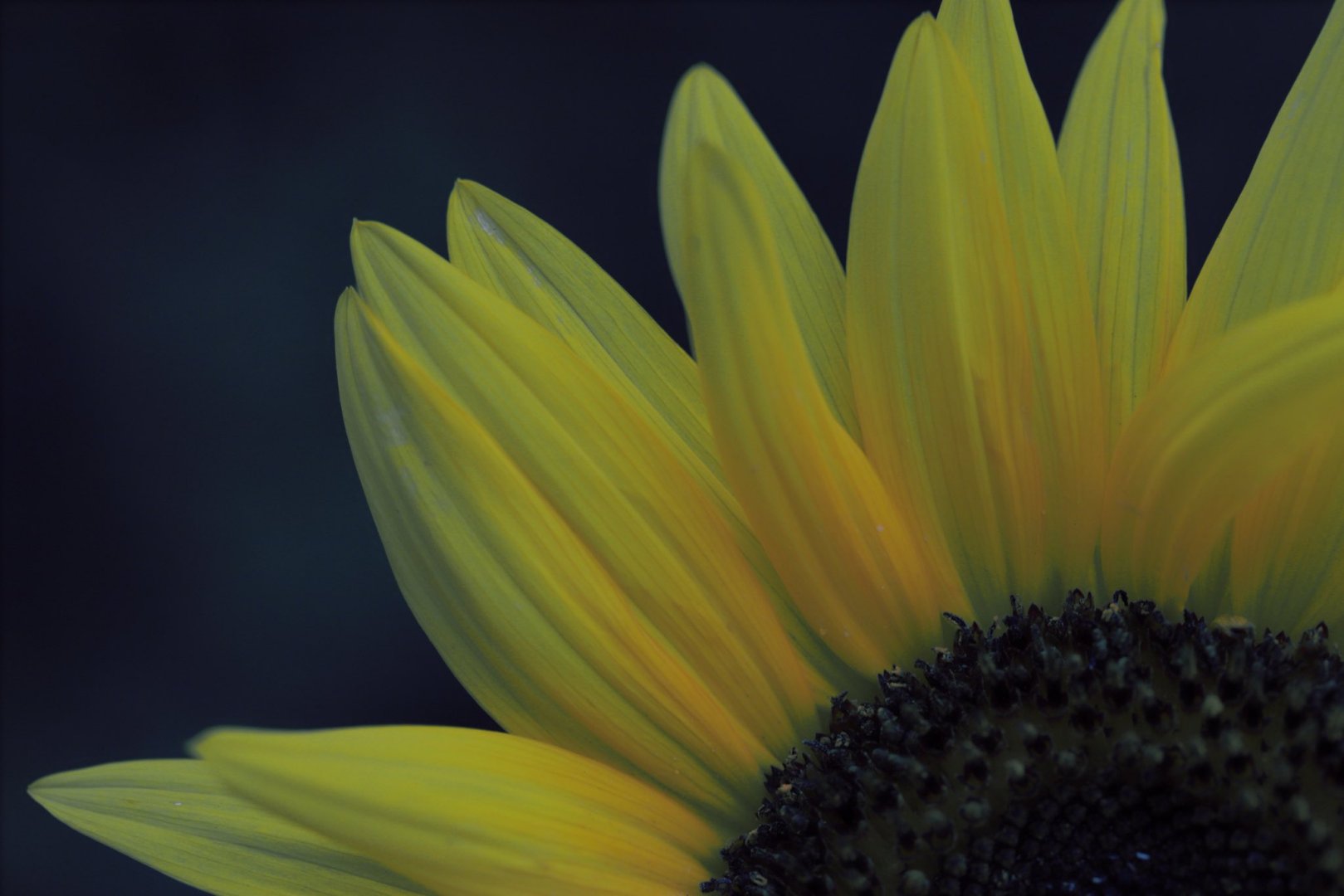 Sunflower Dark - Free wallpaper download