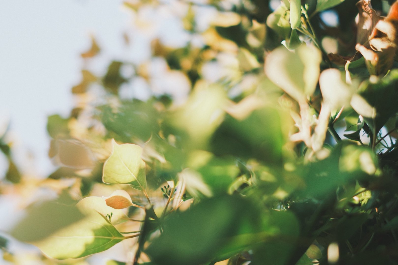 Sunny Leaves - Free wallpaper download