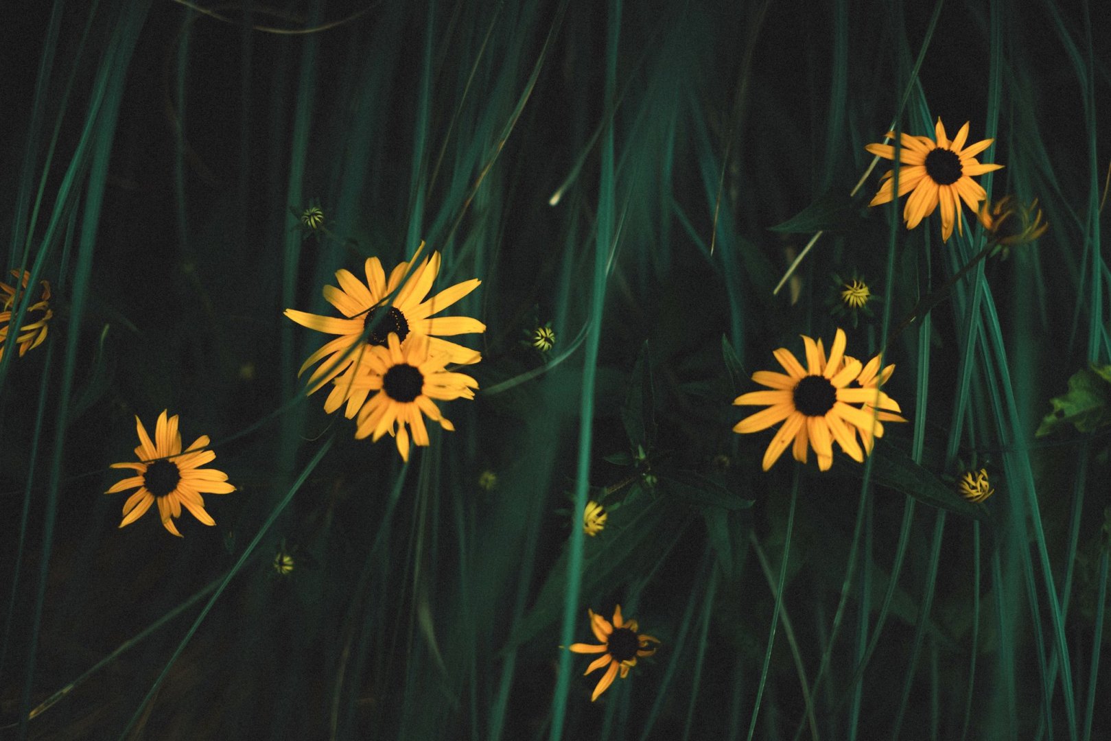 Yellow Flowers - Free wallpaper download