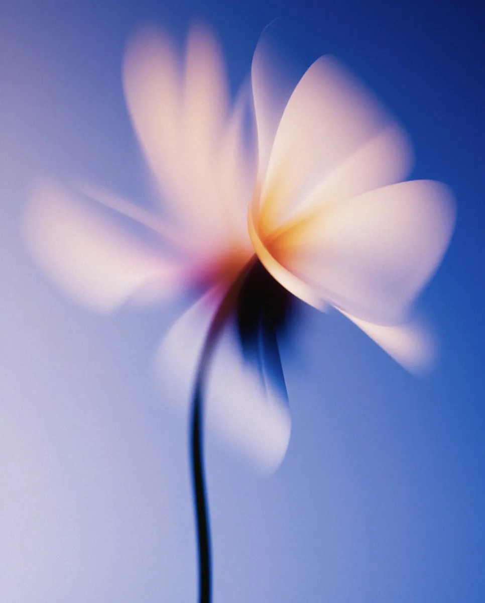 Blurred Flowers 01 wallpaper