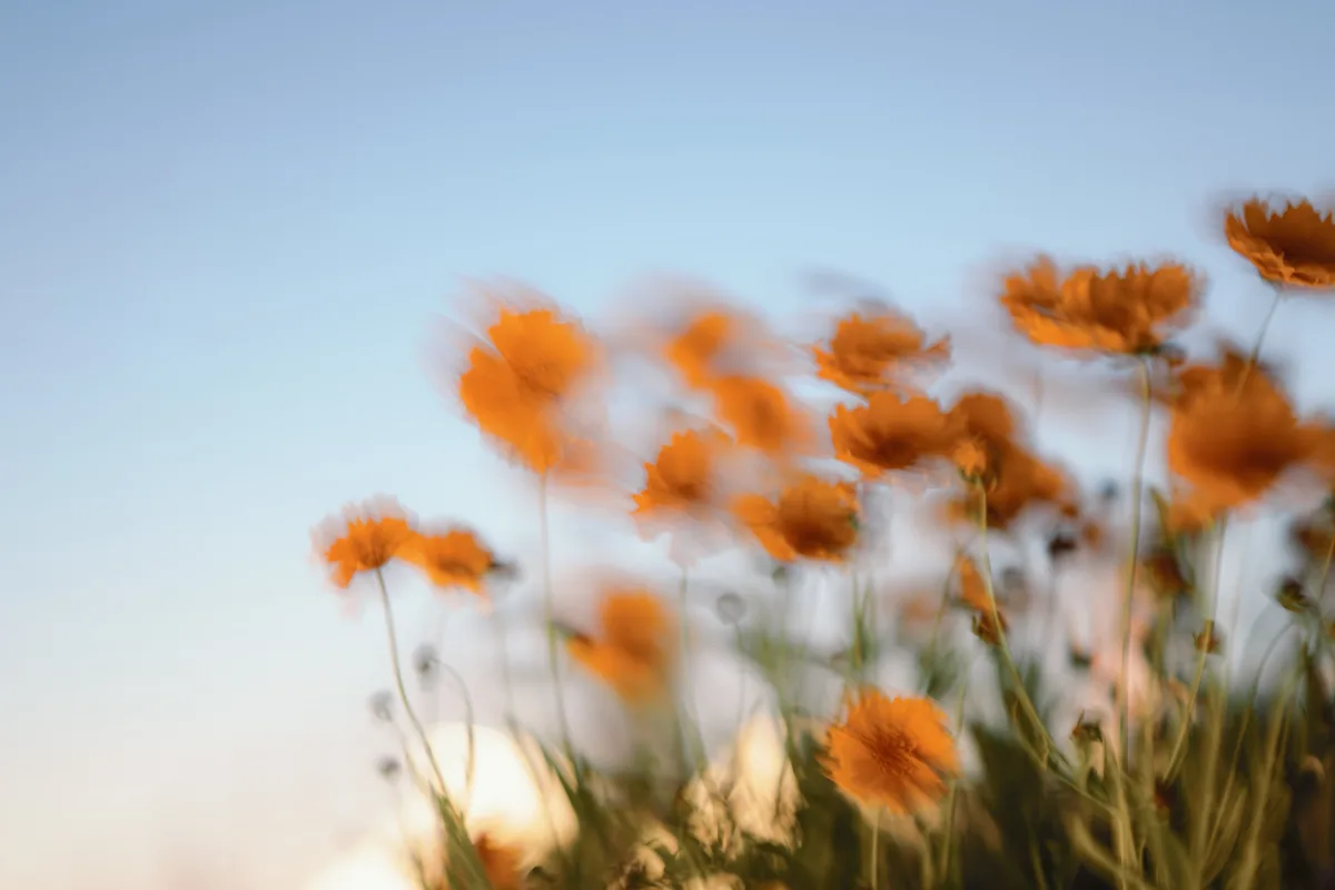 Blurred Flowers wallpaper