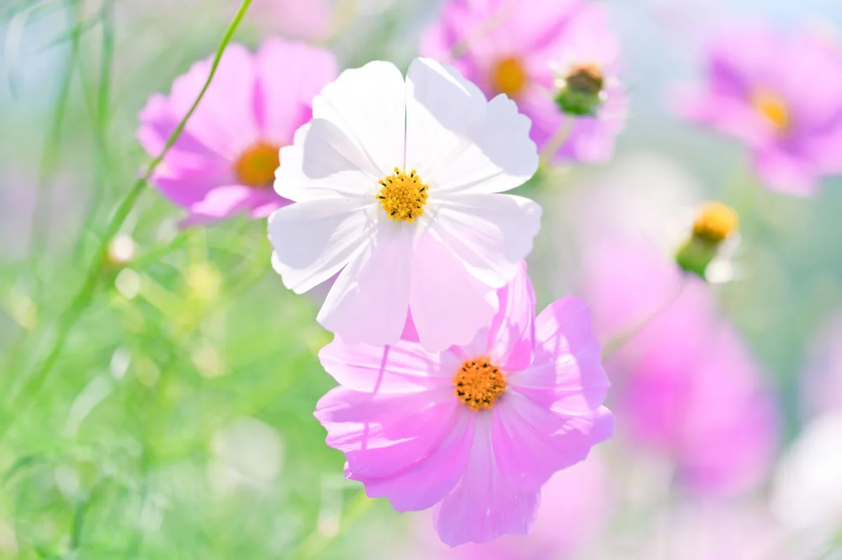 Bokeh Flowers 02 wallpaper