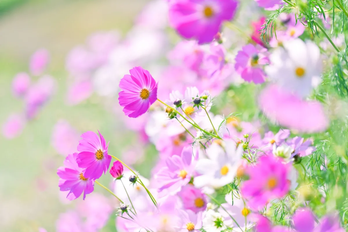 Bokeh Flowers 03 wallpaper