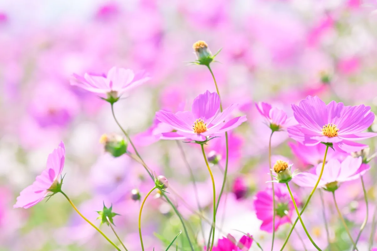 Bokeh Flowers 04 wallpaper