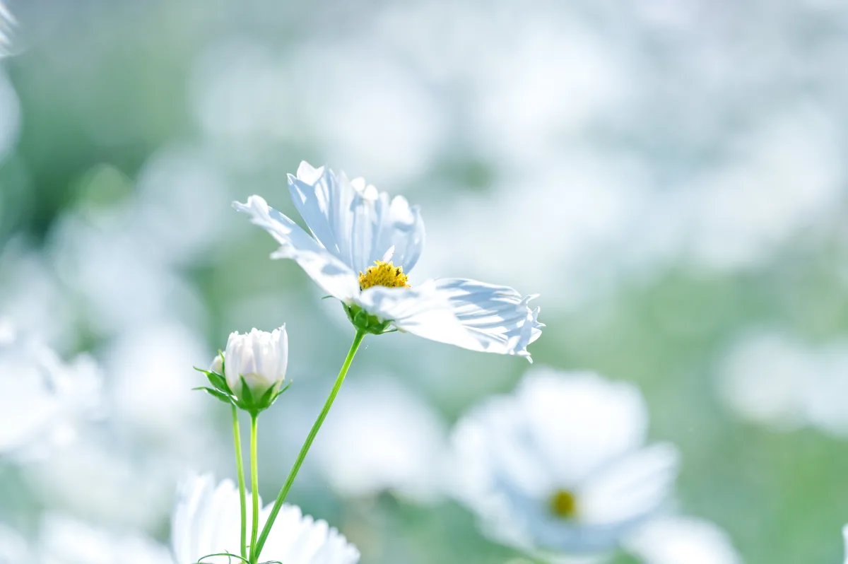 Bokeh Flowers 05 wallpaper