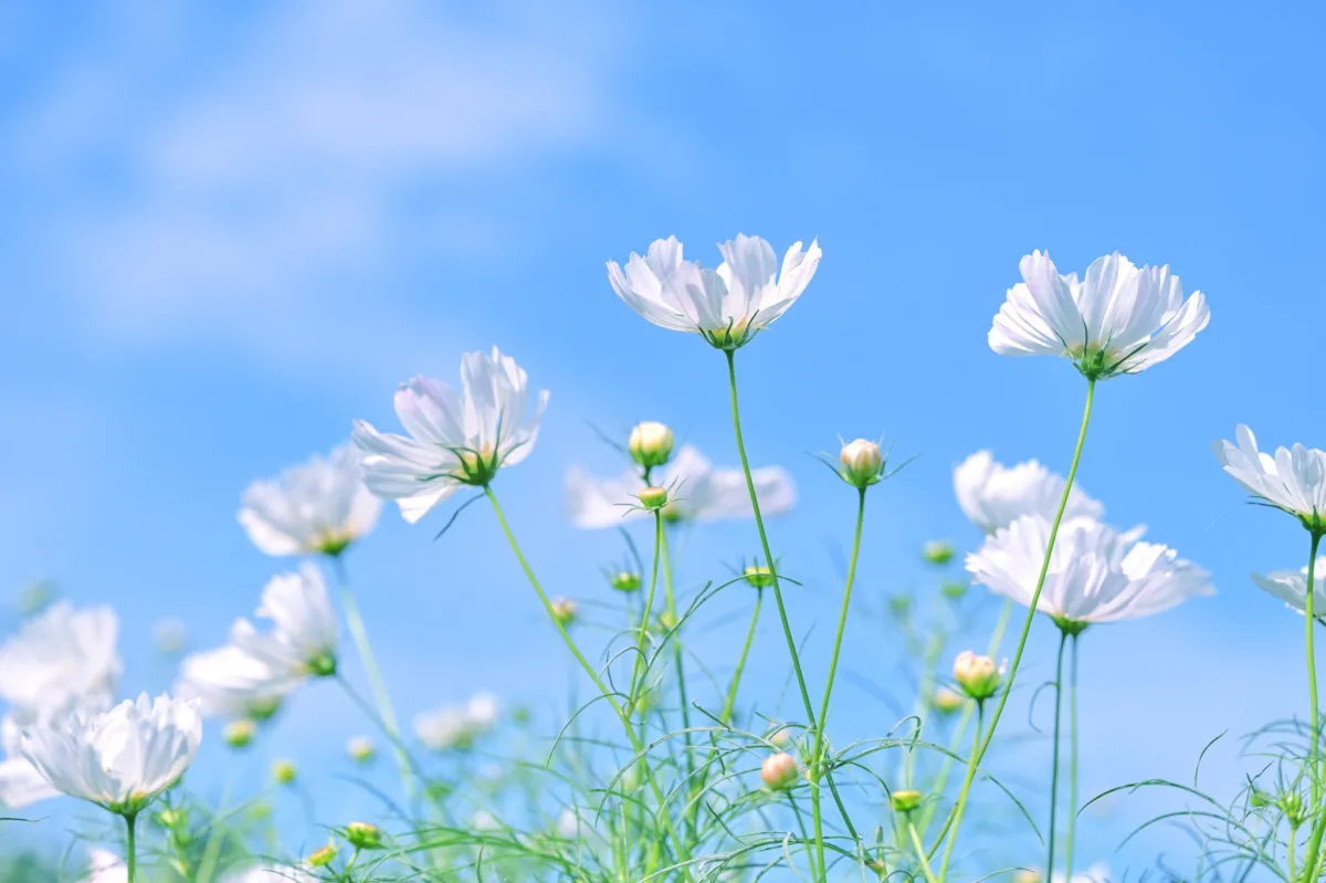 Bokeh wallpapers