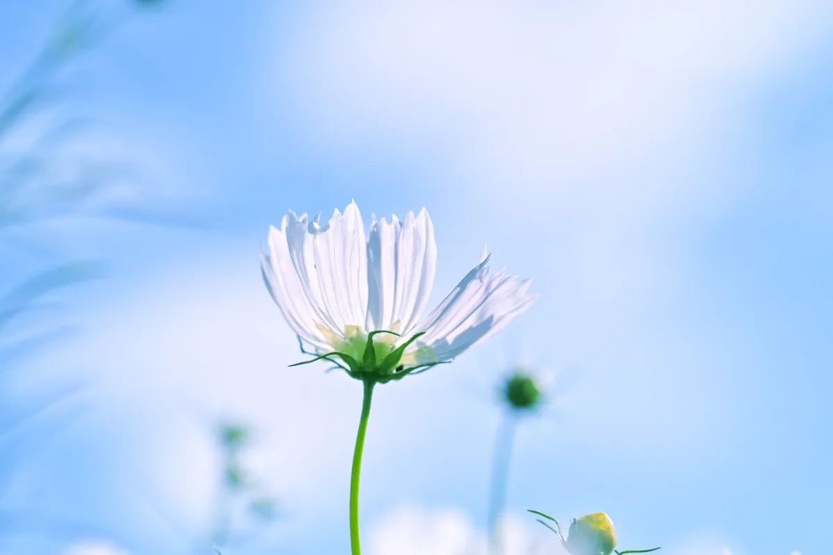 Bokeh Flowers 08 wallpaper