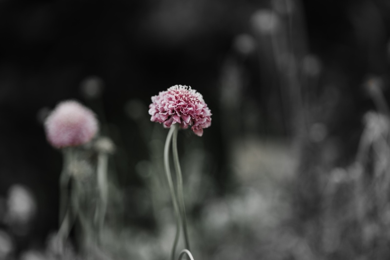 Flower wallpaper