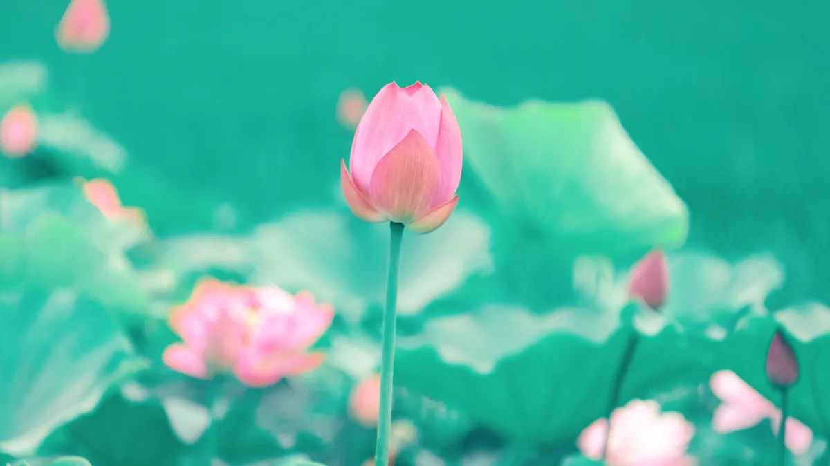 Flower In The Middle
