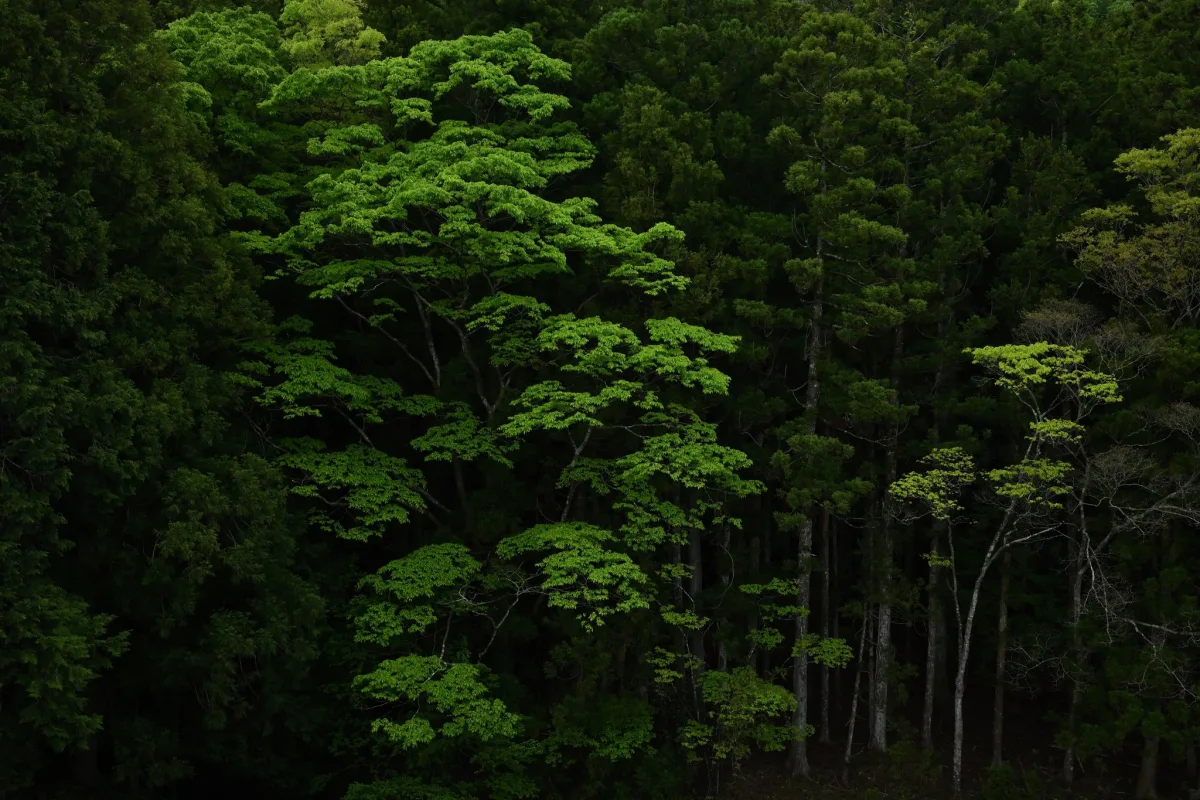 Forest