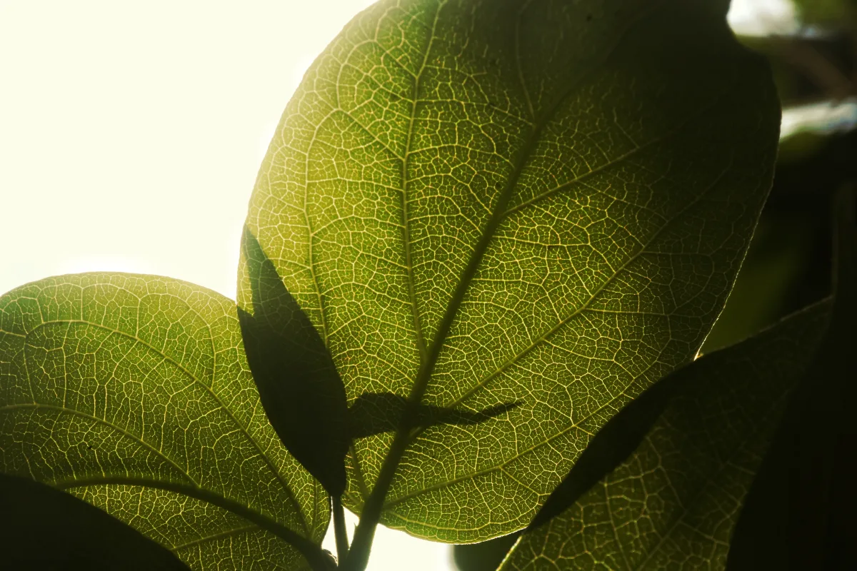Nature wallpapers