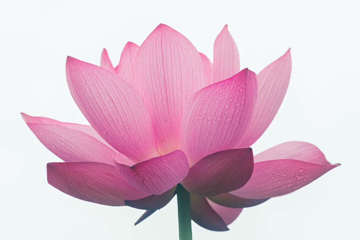 Lotus Flower