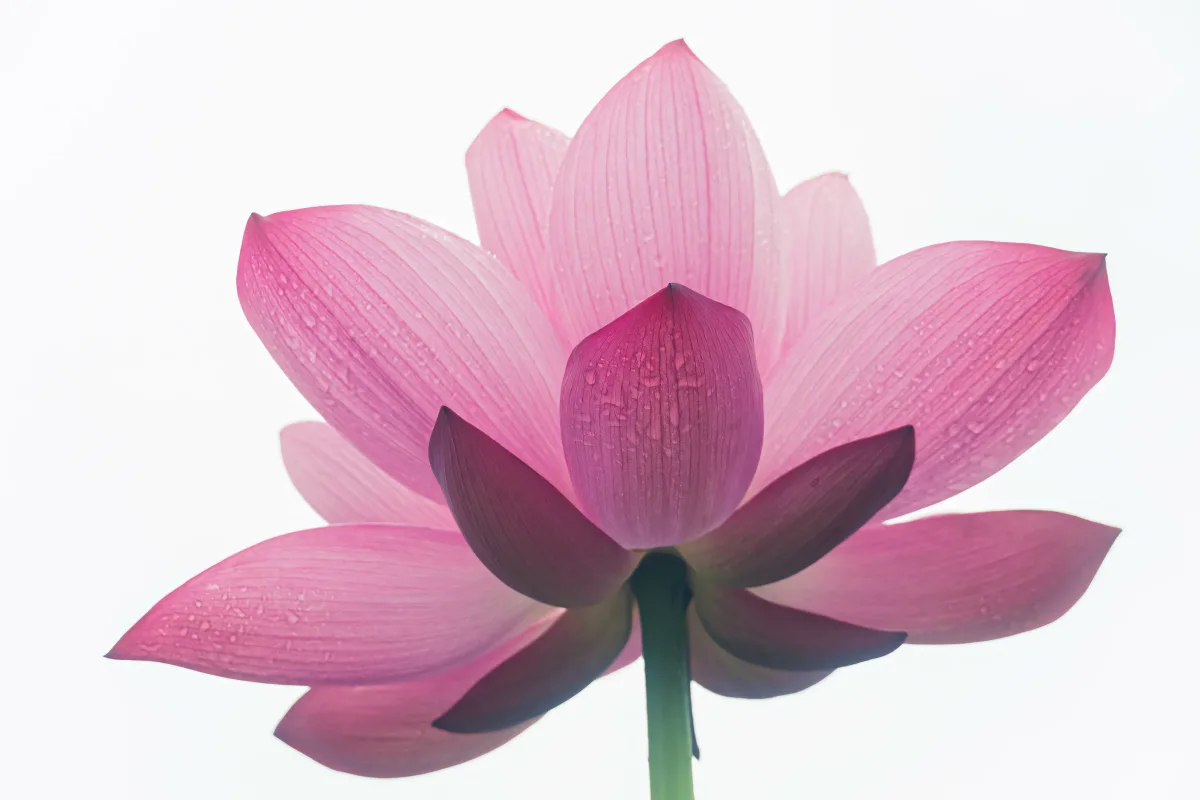 Lotus Flower wallpaper