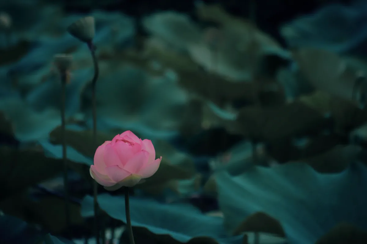 Lotus Opening