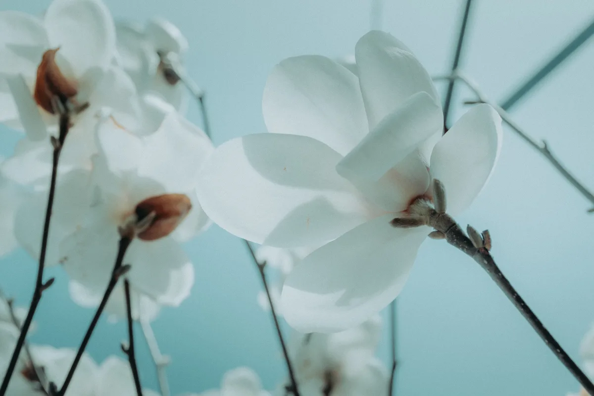 Nature wallpapers