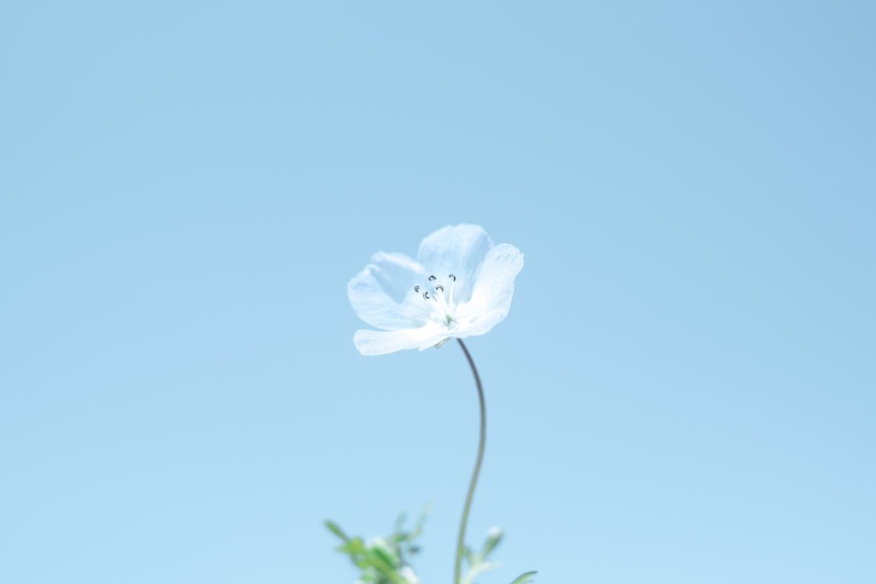 One FLower wallpaper