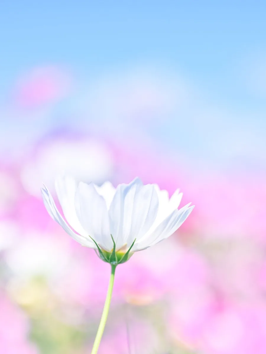 Colorful wallpapers