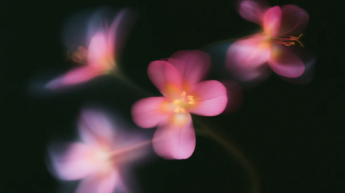 Pink Blurred Flowers wallpaper