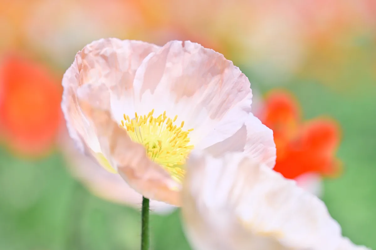 Poppy Flowers