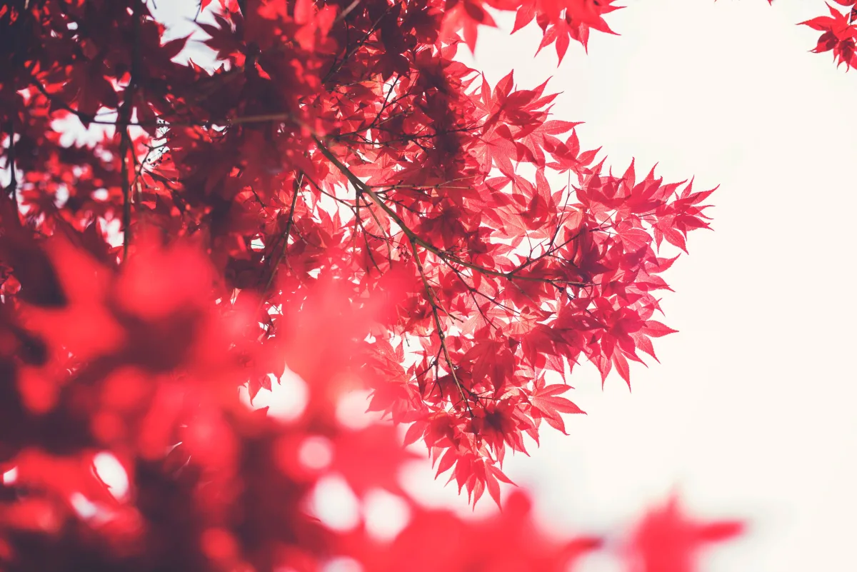 Red Leafed Tree