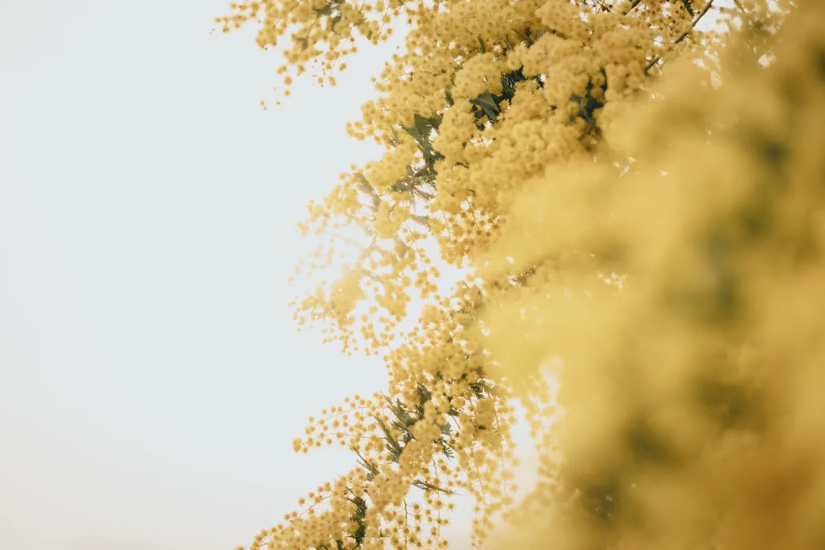 Photography wallpapers