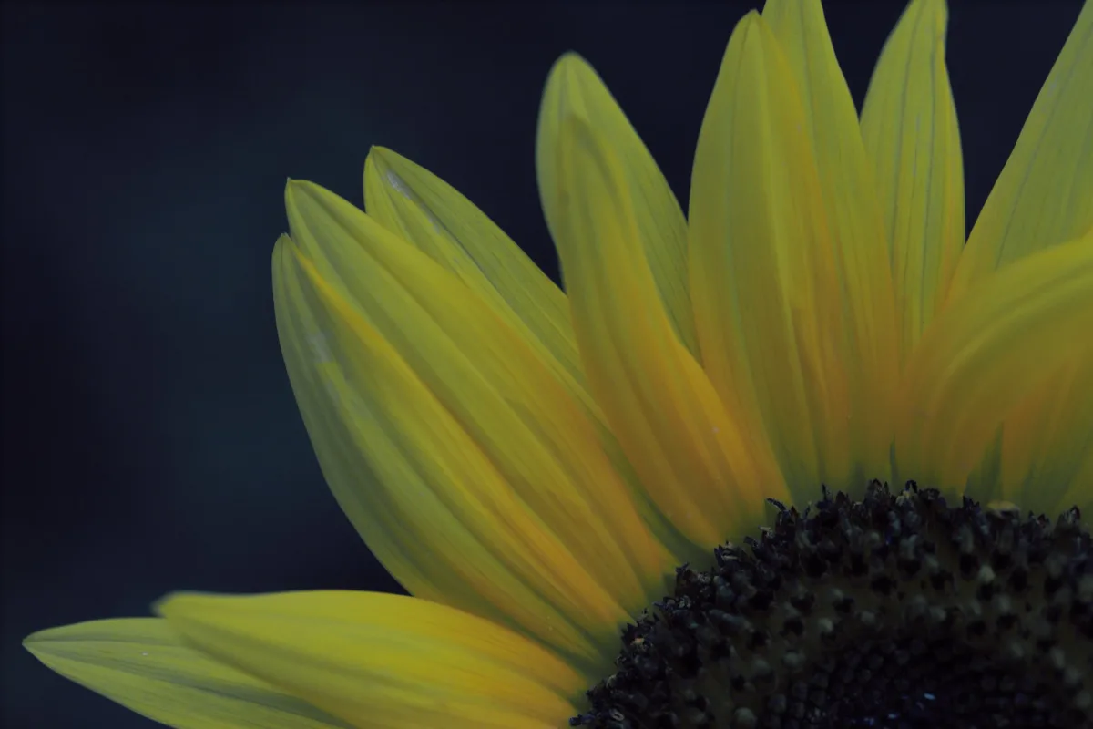 Sunflower Dark