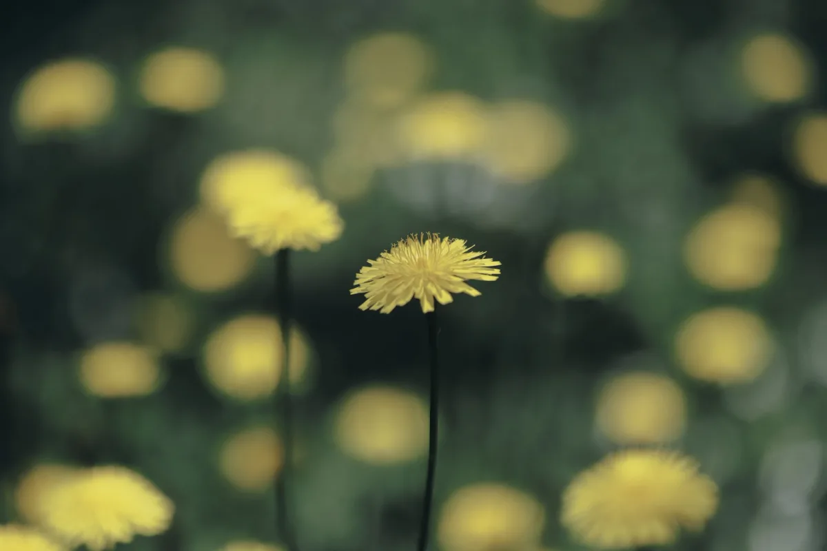 Wild Dandelions