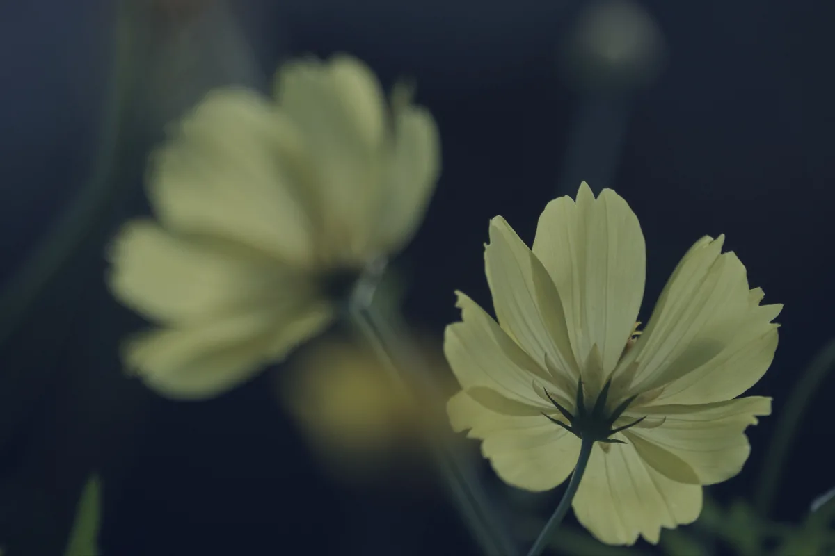 Flower wallpapers
