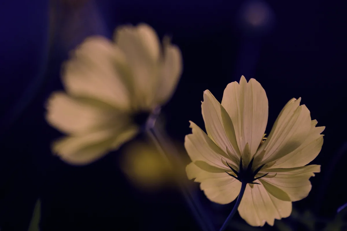 Yellow Flower (LUT Edited)