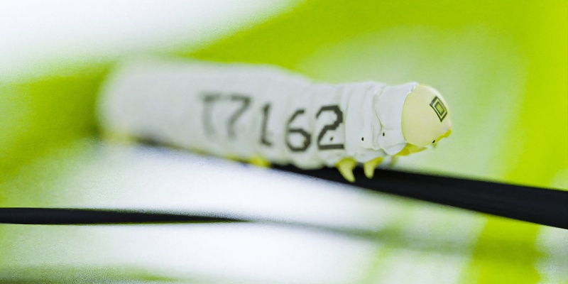 Weaveworm / Marathon Game